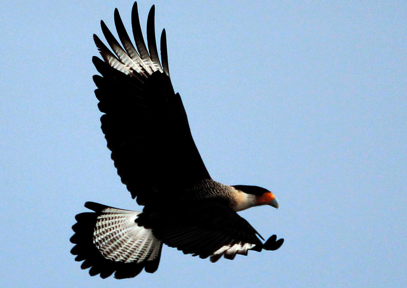 Everglades Birding: Caracara