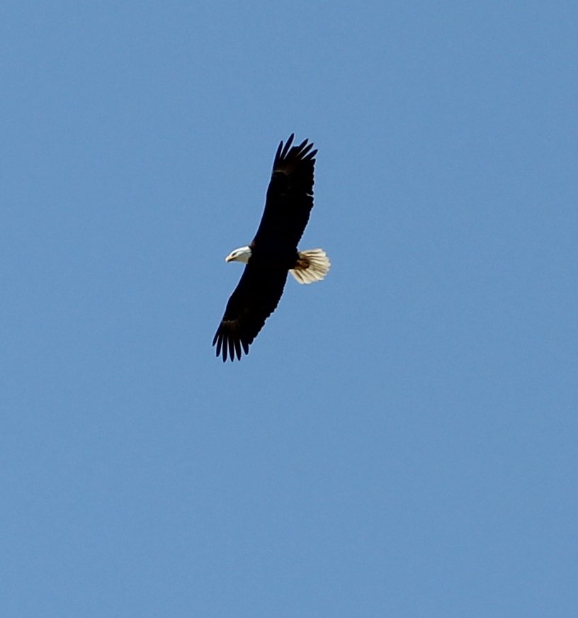 evergladesbirding.com bald eagle soaring