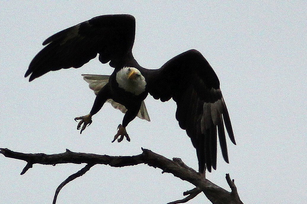 evergladesbirding.com bald eagle takeoff