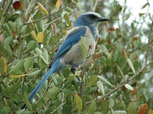 Everglades Birding Florida Scrub Jay