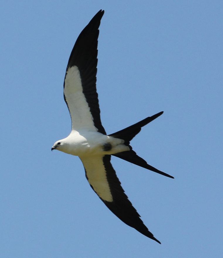 Everglades National Park Birding Tour: Swallowtailed Kite